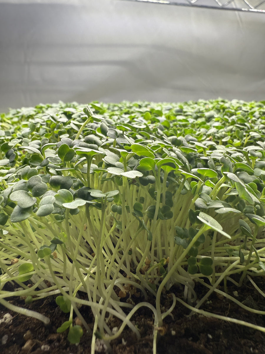 Arugula Slow Bolt