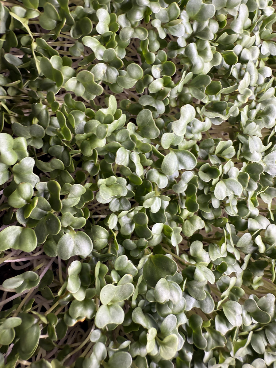 Broccoli Waltham 29