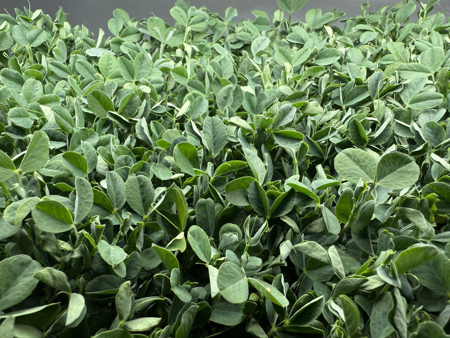 Pea Speckled