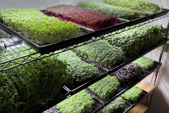 MiniLeaf Microgreens