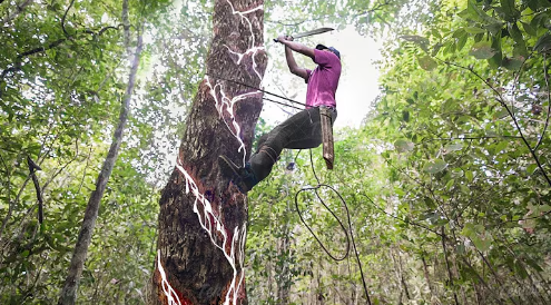 How They Harvest Fresh Chewing Gum From Local Trees